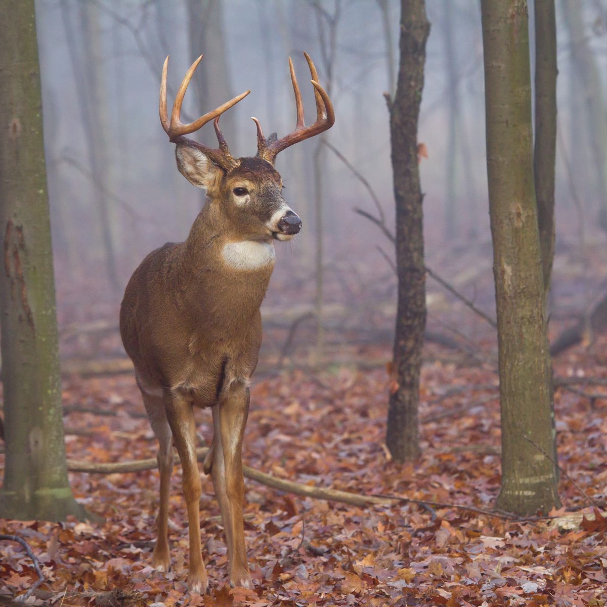 male deer in woods