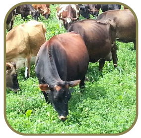 Picture of brown cattle