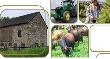 Image with barn, cattle, tractor, and Christmas trees 